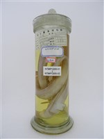 藏品(海鰻)的圖片